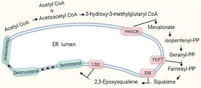 Intracellular Cholesterol Synthesis and Transport